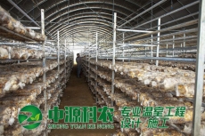 北流滁州市食用菌温室大棚公司